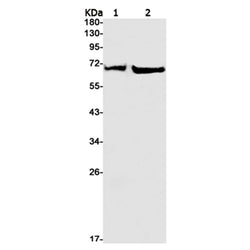 PTPN11 rabbit monoclonal antibody