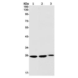 PTTG1 rabbit monoclonal antibody