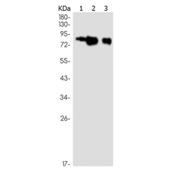 PVR rabbit monoclonal antibody