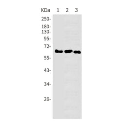 PXN rabbit monoclonal antibody