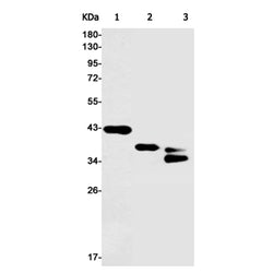 QKI rabbit monoclonal antibody