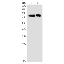QSOX1 rabbit monoclonal antibody