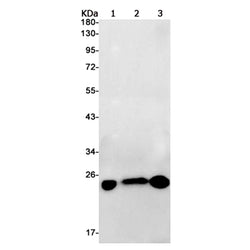 RAB10 rabbit monoclonal antibody
