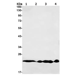 RAB22A rabbit monoclonal antibody