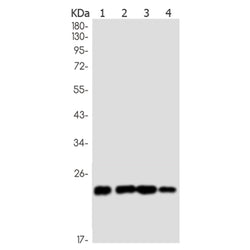 RAB29 rabbit monoclonal antibody