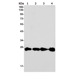 RAB5A rabbit monoclonal antibody