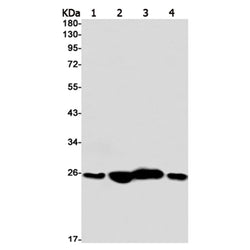 RAB5C rabbit monoclonal antibody