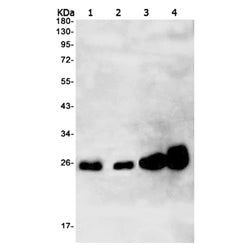RAB7A rabbit monoclonal antibody