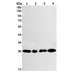 RAB8A rabbit monoclonal antibody