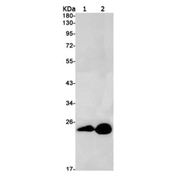 RAB9A rabbit monoclonal antibody