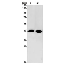 RABEPK rabbit monoclonal antibody