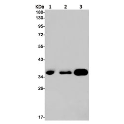 RACK1 rabbit monoclonal antibody