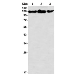 RAD21 rabbit monoclonal antibody