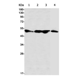 RAD23A rabbit monoclonal antibody