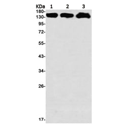RAD50 rabbit monoclonal antibody