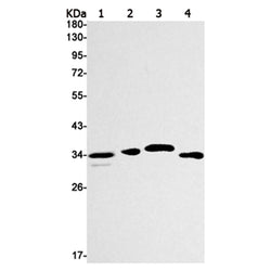 RAD51D rabbit monoclonal antibody