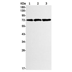 RAF1 rabbit monoclonal antibody