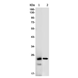 RALB rabbit monoclonal antibody