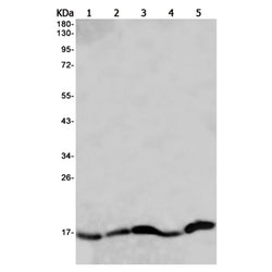RAMP1 rabbit monoclonal antibody