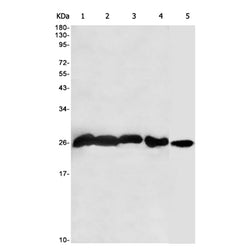RAN rabbit monoclonal antibody