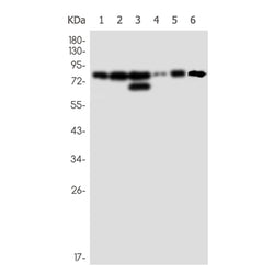 RANGAP1 rabbit monoclonal antibody