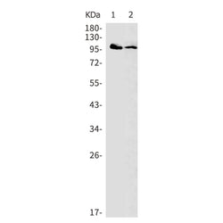 RAPGEF3 rabbit monoclonal antibody