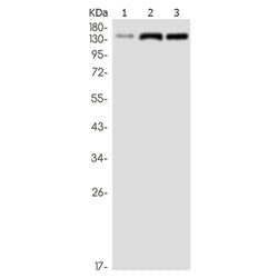 RASA1 rabbit monoclonal antibody