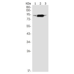 RASGRP1 rabbit monoclonal antibody