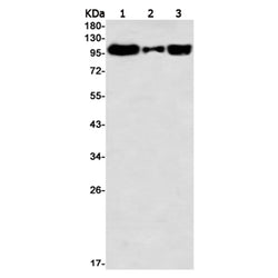 RB1 (phospho-Thr252) rabbit monoclonal antibody