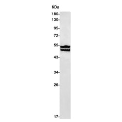 RBFOX3 rabbit monoclonal antibody