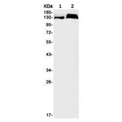 RBL2 (phospho-Ser952) rabbit monoclonal antibody