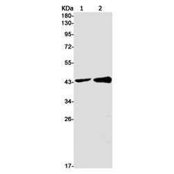 RBMX rabbit monoclonal antibody