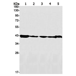 RBMXL2 rabbit monoclonal antibody