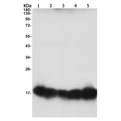 RBX1 rabbit monoclonal antibody