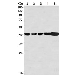 RCC1 rabbit monoclonal antibody