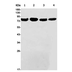 RDX rabbit monoclonal antibody