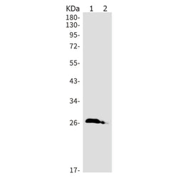 REEP2 rabbit monoclonal antibody