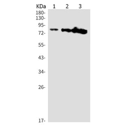 REL rabbit monoclonal antibody