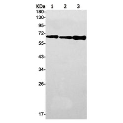 RELA rabbit monoclonal antibody