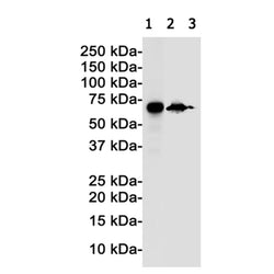 RELB rabbit monoclonal antibody