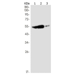 RGS6 rabbit monoclonal antibody