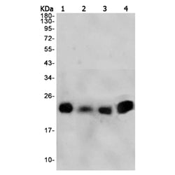 RLN2 rabbit monoclonal antibody