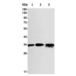RNF115 rabbit monoclonal antibody