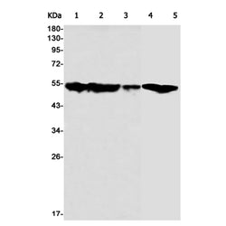 RNF14 rabbit monoclonal antibody