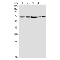 RNGTT rabbit monoclonal antibody