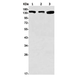 ROCK1 rabbit monoclonal antibody