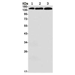 ROCK2 rabbit monoclonal antibody