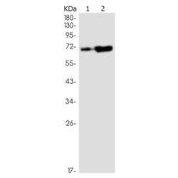 RPA1 rabbit monoclonal antibody