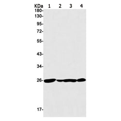 RPL10A rabbit monoclonal antibody