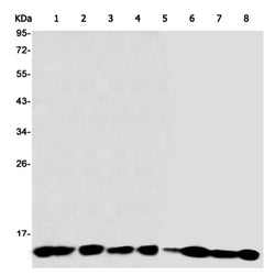 RPS20 rabbit monoclonal antibody